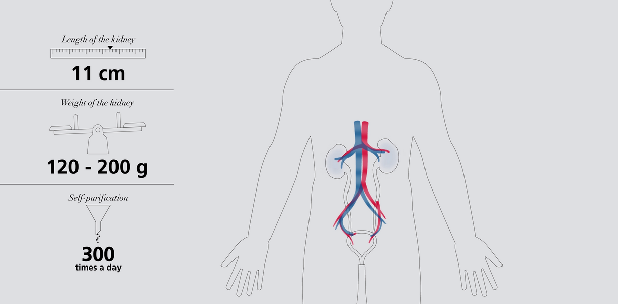 Understanding the kidneys video