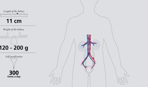 Understanding the kidneys video