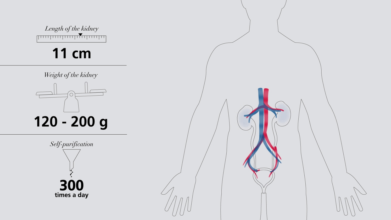 Understanding the kidneys video